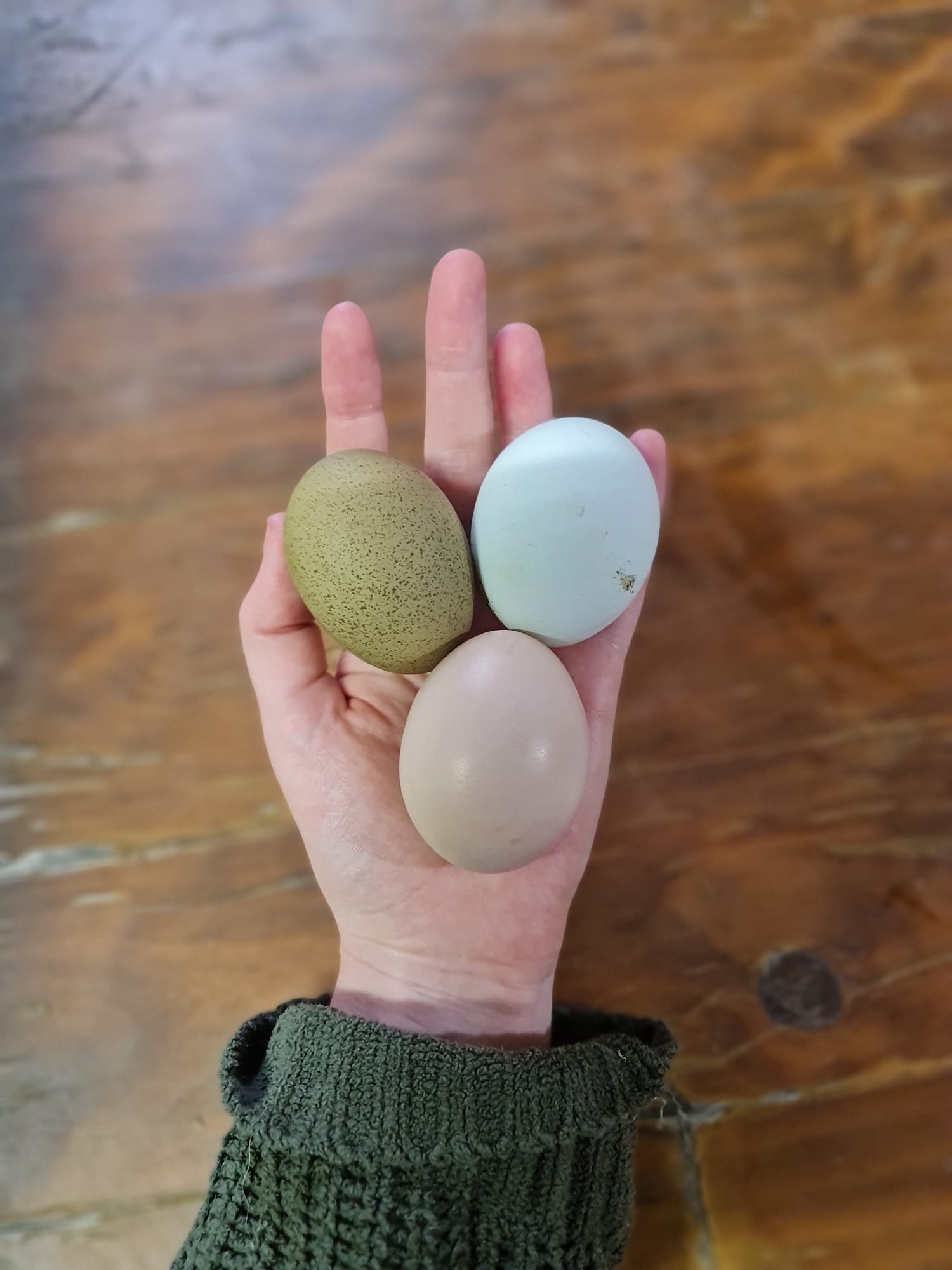 Eggs
