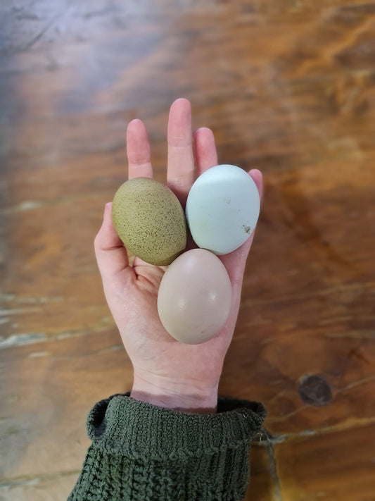Eggs